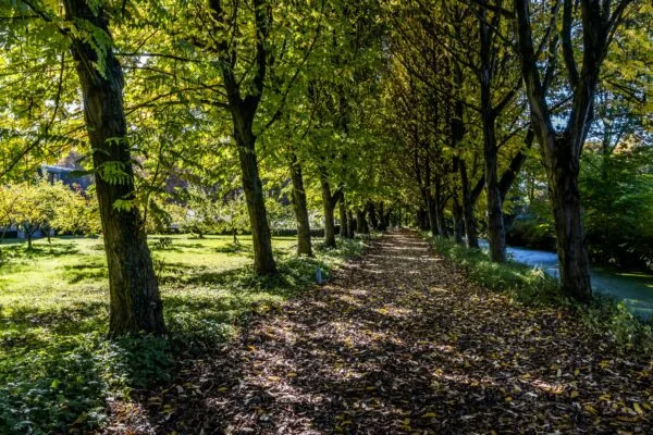 Boomrijke laan met herfstbladeren langs de Langbroekerdijk en een smal watertje.